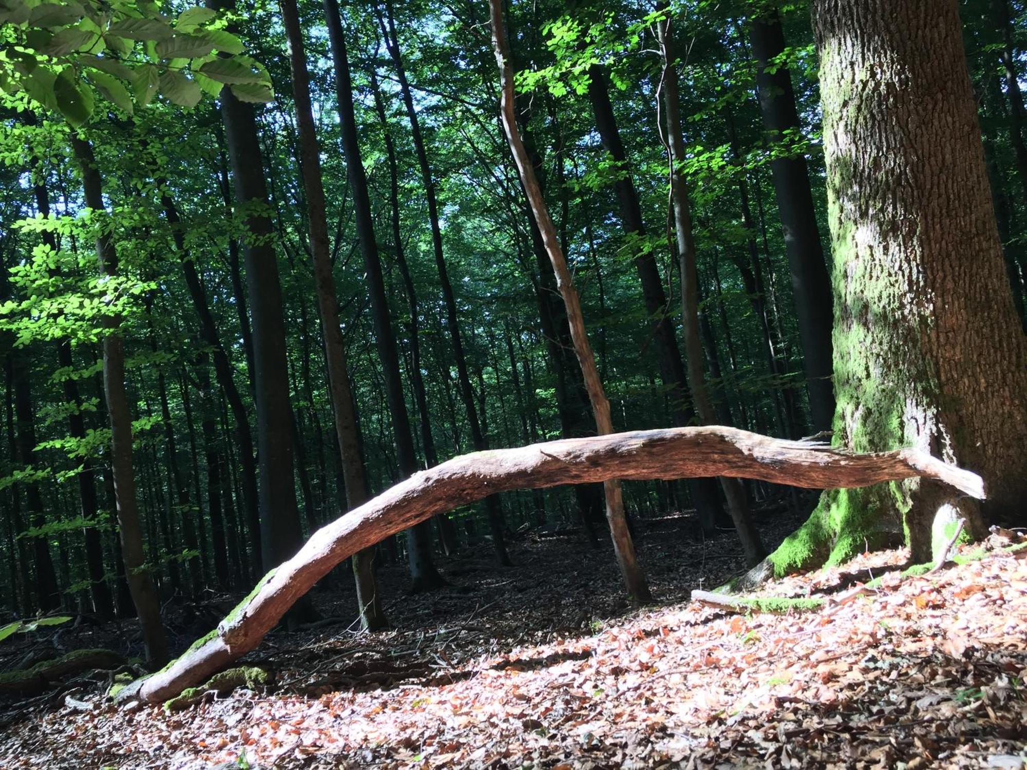 Gittas Paradiesperle Niederdreisbach Zewnętrze zdjęcie